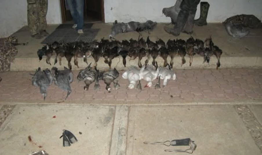 Mixed bird limit laid out after a morning shoot