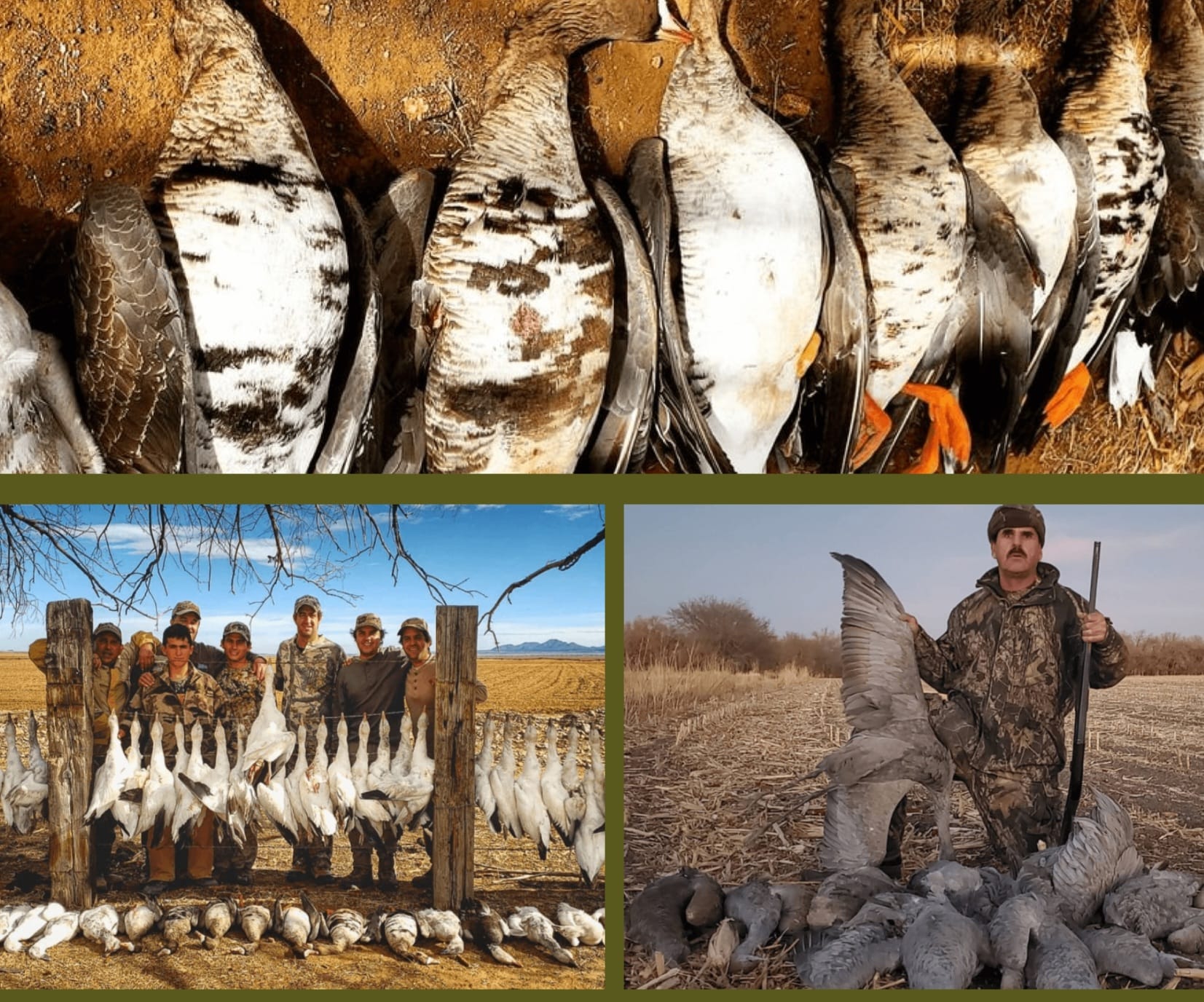 Guided bird hunt harvest — waterfowl and crane limits with the outfitter team
